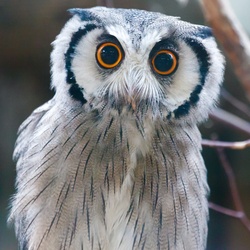 Southern white faced owl looking directly at me