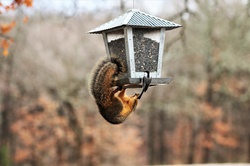 A cute little fox squirrel and a Carolina chickadee are sharing the sunflower seeds from a hanging bird feeder.