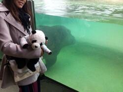 Hippos