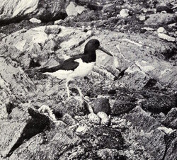 Oyster-Catcher Approaching Her Eggs