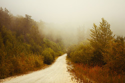 Fog In The Forest