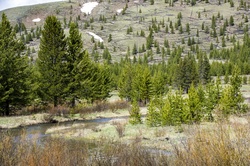 Shallow stream winds through wetland grass in Yellowstone