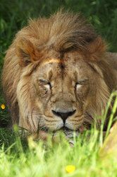 Big lion sleeping on grass in shade
