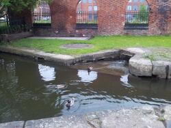 Ducks