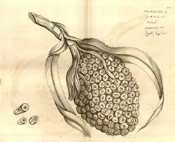 Hortus Malabaricus