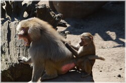 Baboons scream