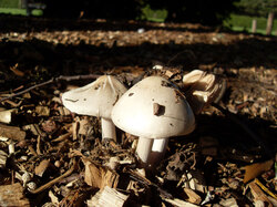 Fungi