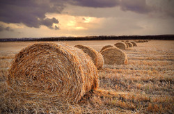 Straw in the field