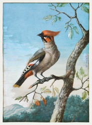Bird colorful colorful vintage art illustration hand drawn drawing painting