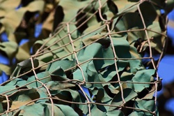 Close view of camouflage netting