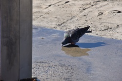 Pigeon in a Tidepool