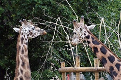 Two Giraffes and Invisible Public
