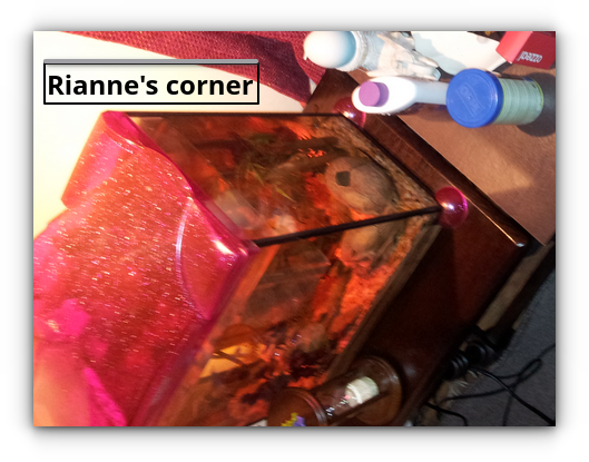 Rianne's fish