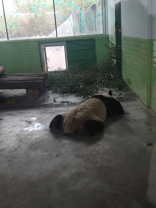 Pandas in Beijing Zoo