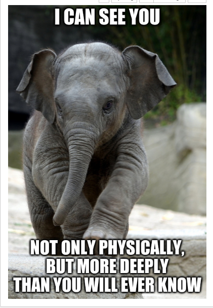 Elephant and Its Ivory