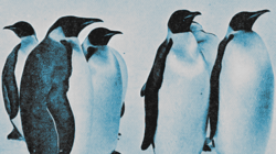 Linux penguins