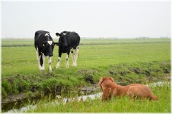 Dog and cows make a chat