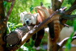 Red Panda