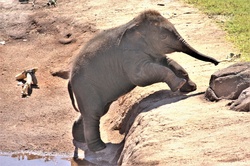 Baby Elephant Climbing: A cute little baby elephant is trying to climb out of a water hole.