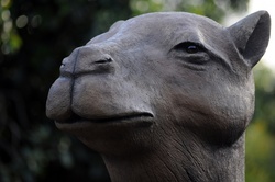 Camel Head Sculpture: Close up of a metal sculpture of a camel