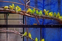 Captive Of Greed: Parakeets inside a cage