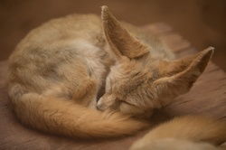 Fennec Fox: Closeup of desert fennec fox Vulpes zerda in captivity lying down