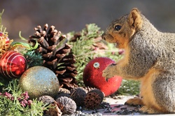 Happy Squirrel At Christmas: A cute little fox squirrel appears to be smiling as he sits in front of red and gold Christmas ornaments, pine cones, cedar branches, eating sunflower seeds.