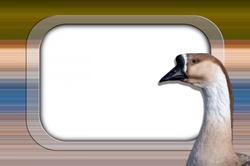Pattern Frame, Goose: A frame flanked with a Goose with white text frame