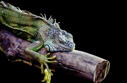 Female Green Iguana (Iguana iguana), isolated on the black background
