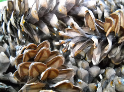 Close-up photo of pinecones