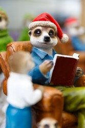 Christmas meerkat dressed and reading a book