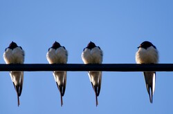 Birds - swallows