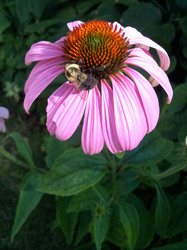 A busy bumblebee on a beautiful echinacea flower bathed in sunlight on a warm spring day.