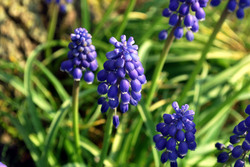 Springtime bulb flower grape hyacinth