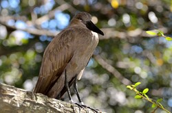Hamerkop bird at wildlife reserve