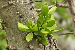 Close-up of a mistletoe plant as it is just beginning to grow on a tree branch.