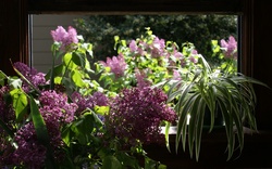 Springtime window with bouquet of lilacs and potted spider plant with lilacs seen outside through the window.