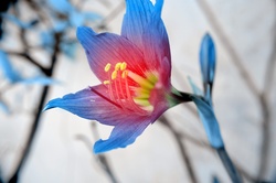 Springtime fairy lily photo background