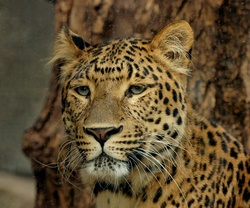 Close up portrait view of the head of a North Chinese leopard in a zoo enclosure