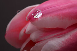 A Lonely drop of water, his companion just a petal away, but it is an impossible distance... 