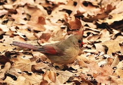 Female Cardinal In Leaves: Close-up of a pretty little female cardinal, with tiny balls of ice on her back, is digging in fallen leaves looking for sunflower seeds on a cold winter day.