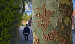 Tree Trunk with Just Say No carved into it