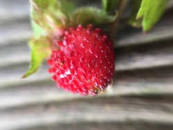 A macro shot of a red wild strawberry. This non sweet wild fruit grows in small shrubs in hill side cold areas of south Asia.