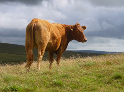 A cow on Dartmoor