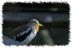 Masked lapwing bird