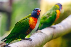 Portrait of a colorful rainbow lorikeet