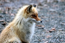 Wild Fox