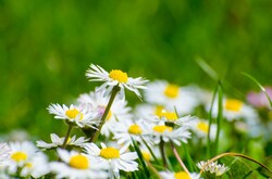 Flowers and green Grass