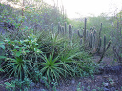 Native plants in Northeast Brazil