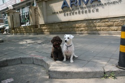 Two city dogs sit on sidewalk